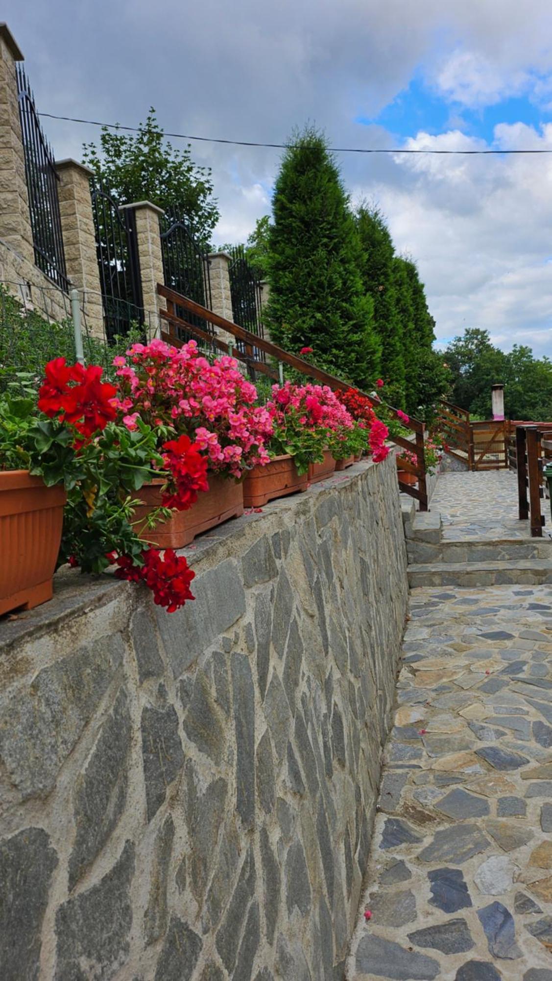 Matei Brasov